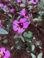 Image of Jepson's monkeyflower