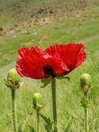 Image of Oriental poppy