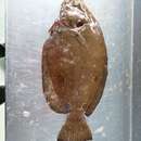 Image of Foureye flounder