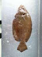 Image of Foureye flounder