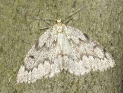 Image of False Hemlock Looper