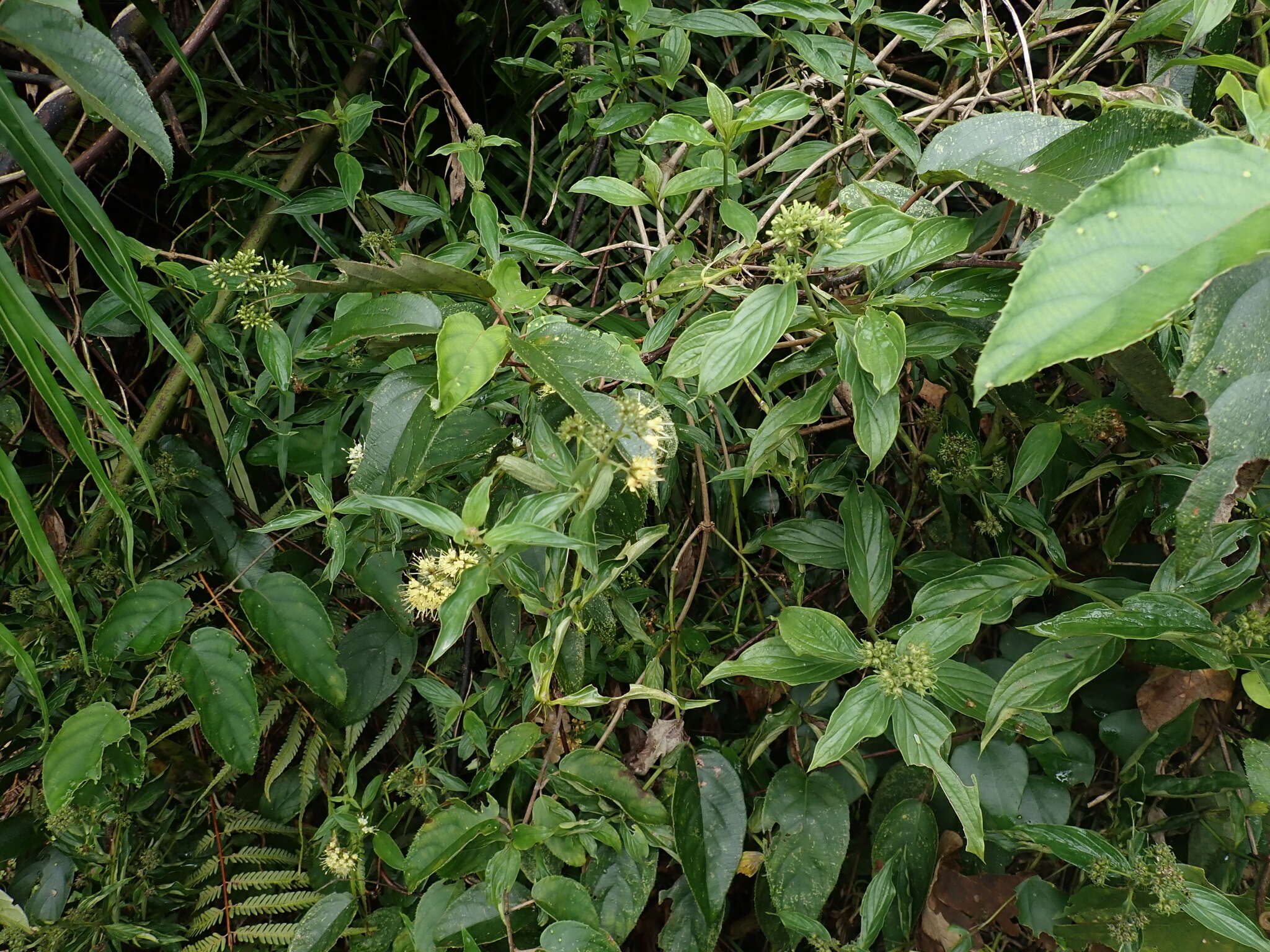 Image of Oldenlandia hedyotidea (DC.) Hand.-Mazz.