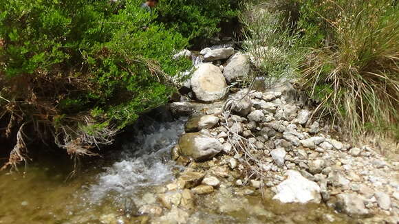 Image of Iranian Earless Toad