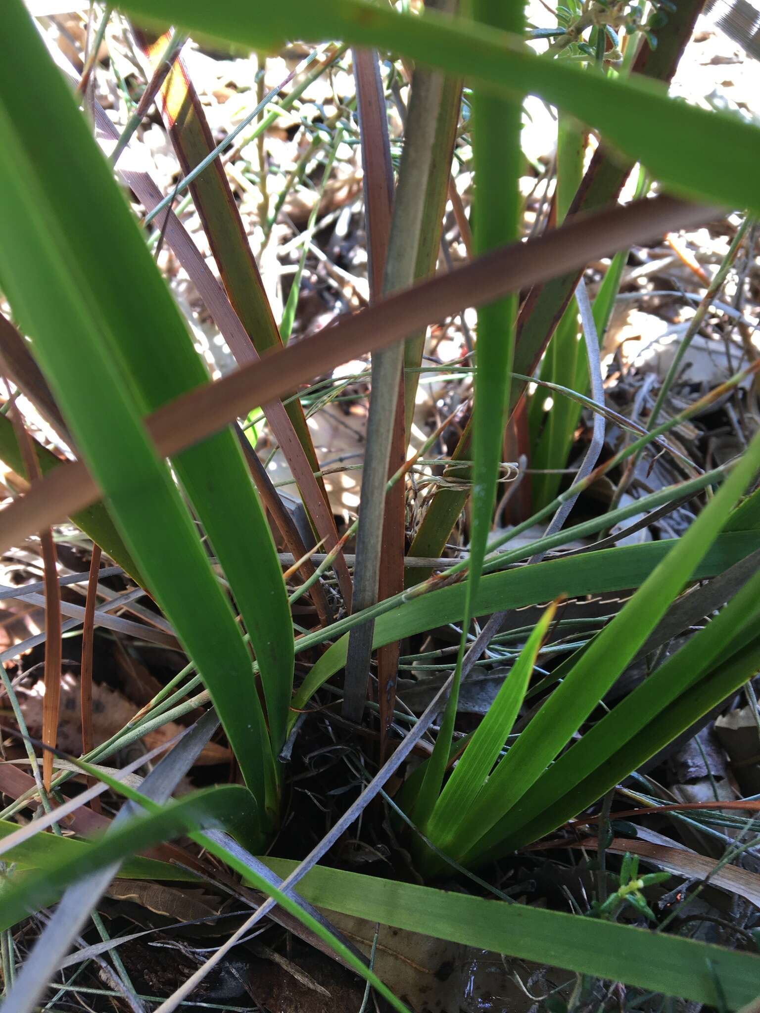 Image of Lepidosperma sieberi Kunth