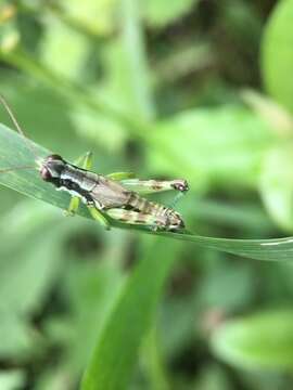 Melanoplus viridipes Scudder & S. H. 1897的圖片