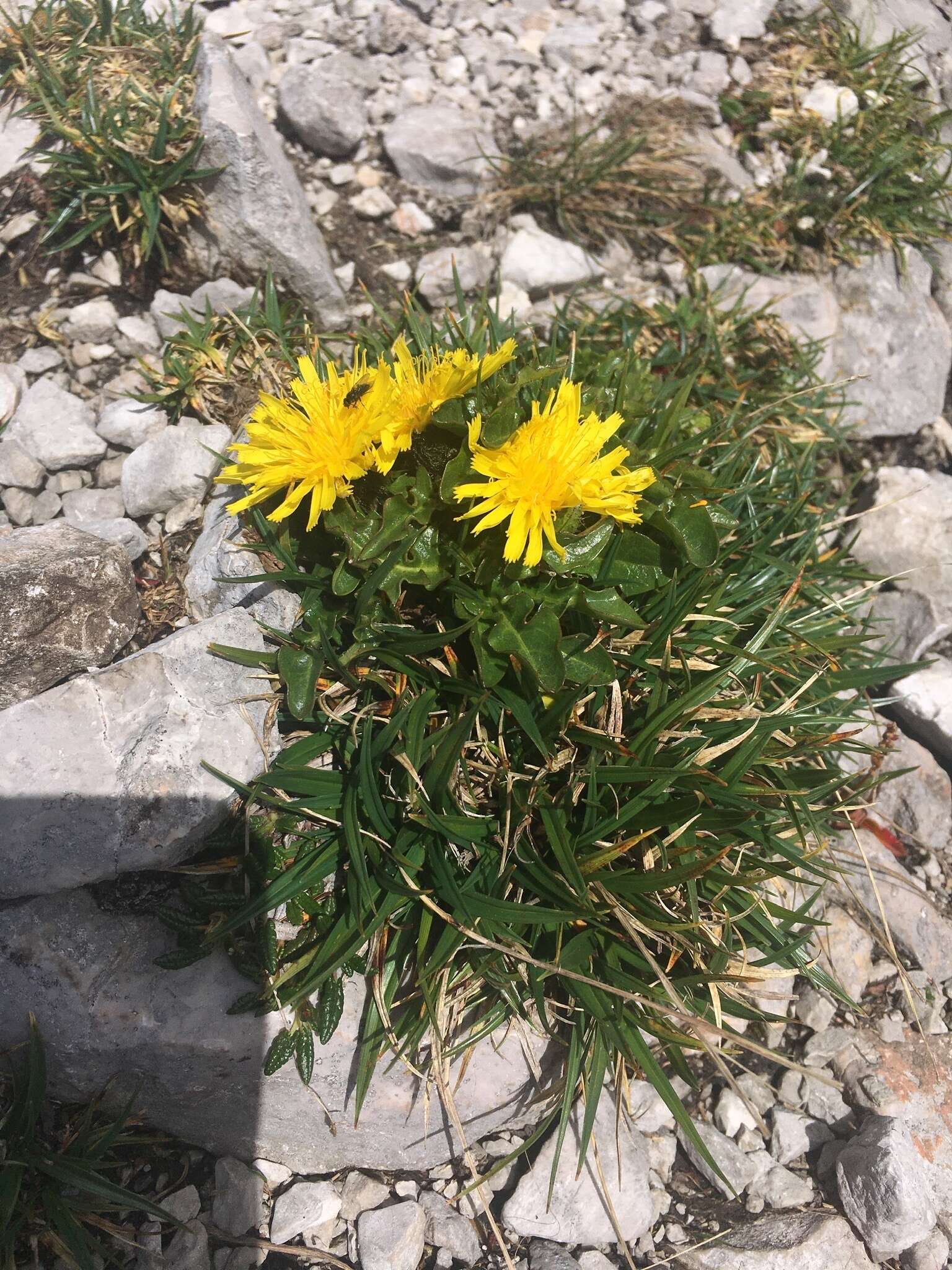 Image of Crepis terglouensis (Hacq.) A. Kerner