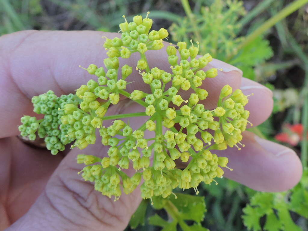 Image of Texas prairie parsley