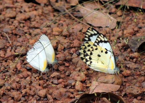 Image of Calypso Caper White