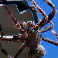 Image of Araneus saevus (L. Koch 1872)