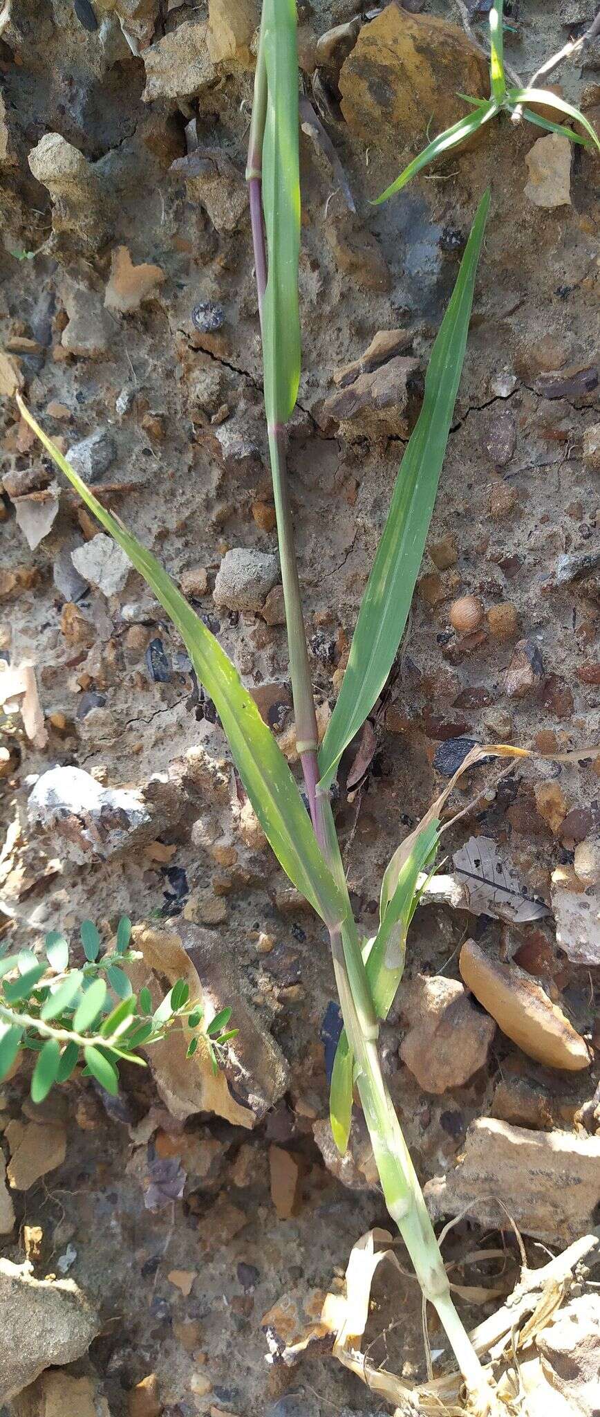 Image of Grass