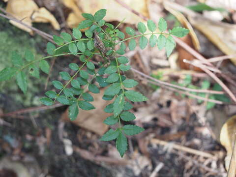 Image of Zanthoxylum schinifolium Siebold & Zucc.