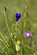 Image of Gentiana utriculosa L.