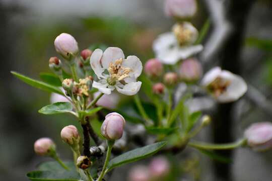 Image of Texas crab apple