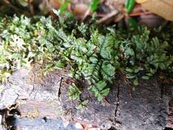 Image of Hymenophyllum caespitosum Gaud.