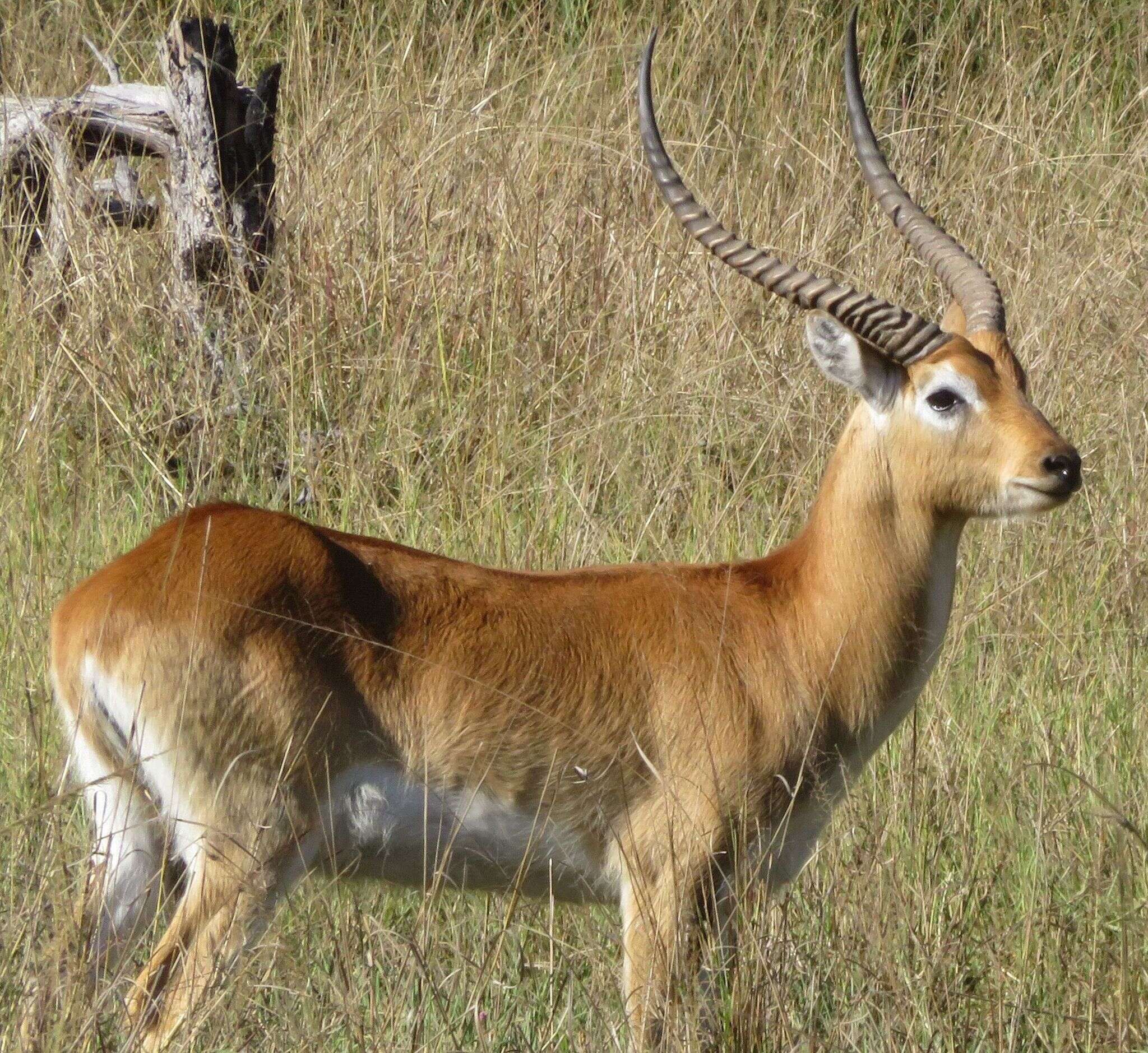 Image de Kobus leche kafuensis Haltenorth 1963