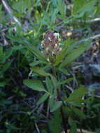 Image of Howell's lousewort