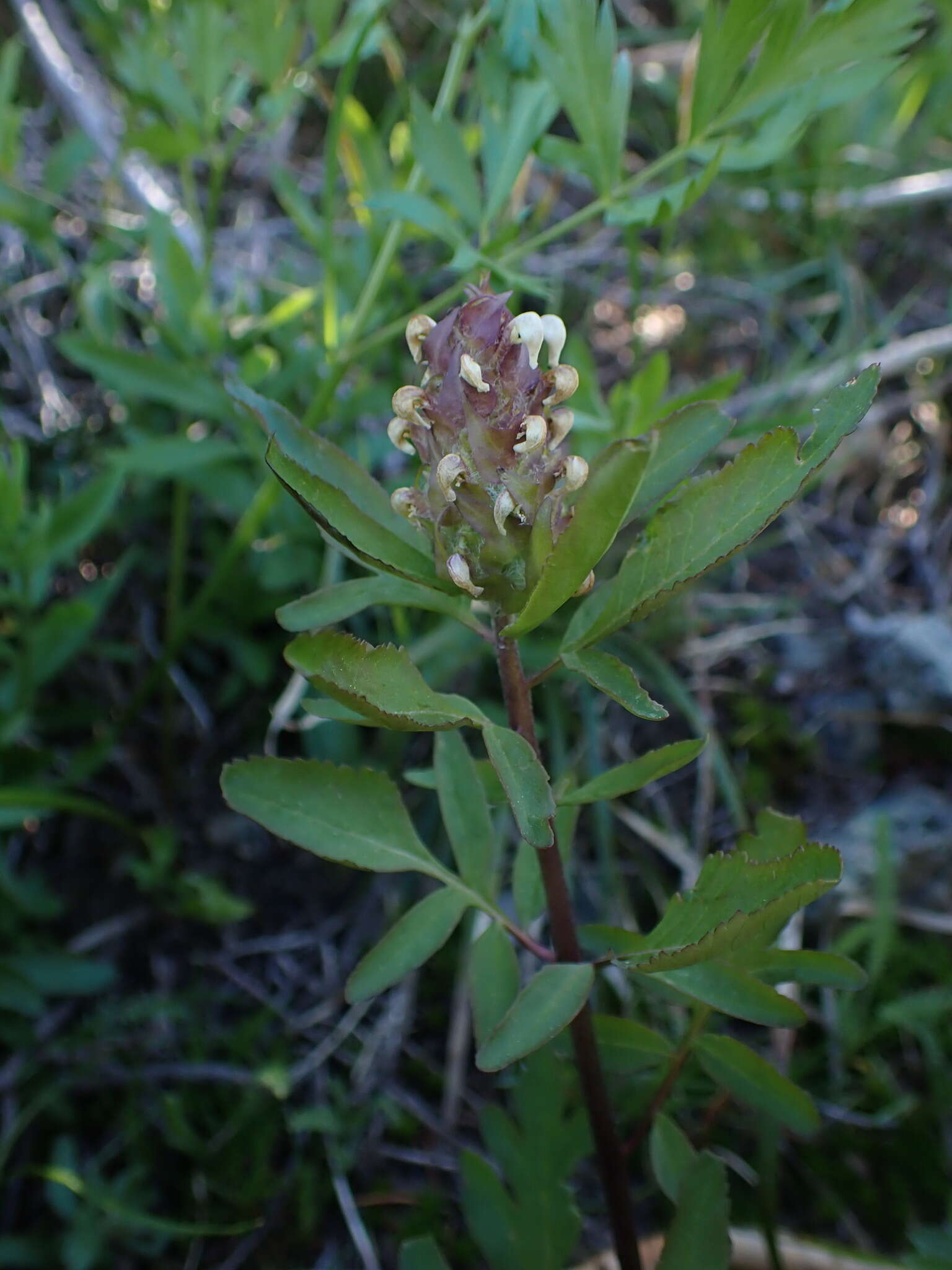 Image of Howell's lousewort