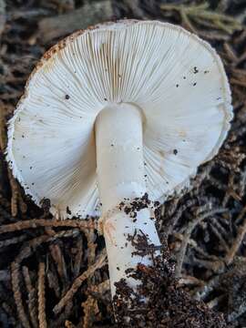 Image of Leucoagaricus cupresseus (Burl.) Boisselet & Guinb. 2001