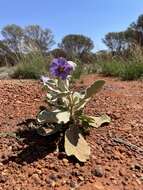 Image of Solanum lasiophyllum Dun.