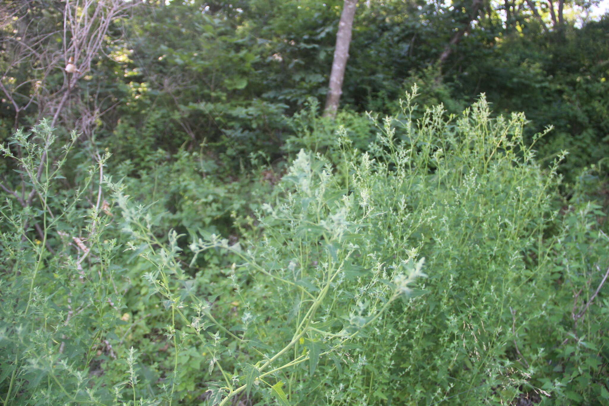 Sivun Chenopodium bryoniifolium A. Bunge kuva