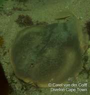 Image of Cape Numbfish