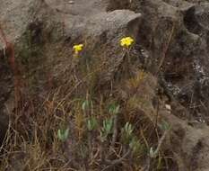 Imagem de Pachypodium gracilius (H. Perrier) S. H. Y. V. Rapanarivo