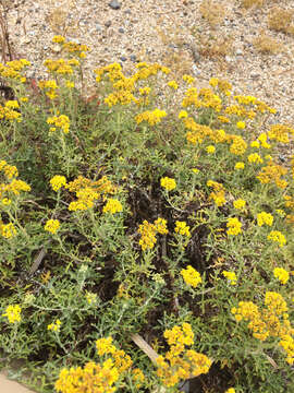 Image of seaside woolly sunflower