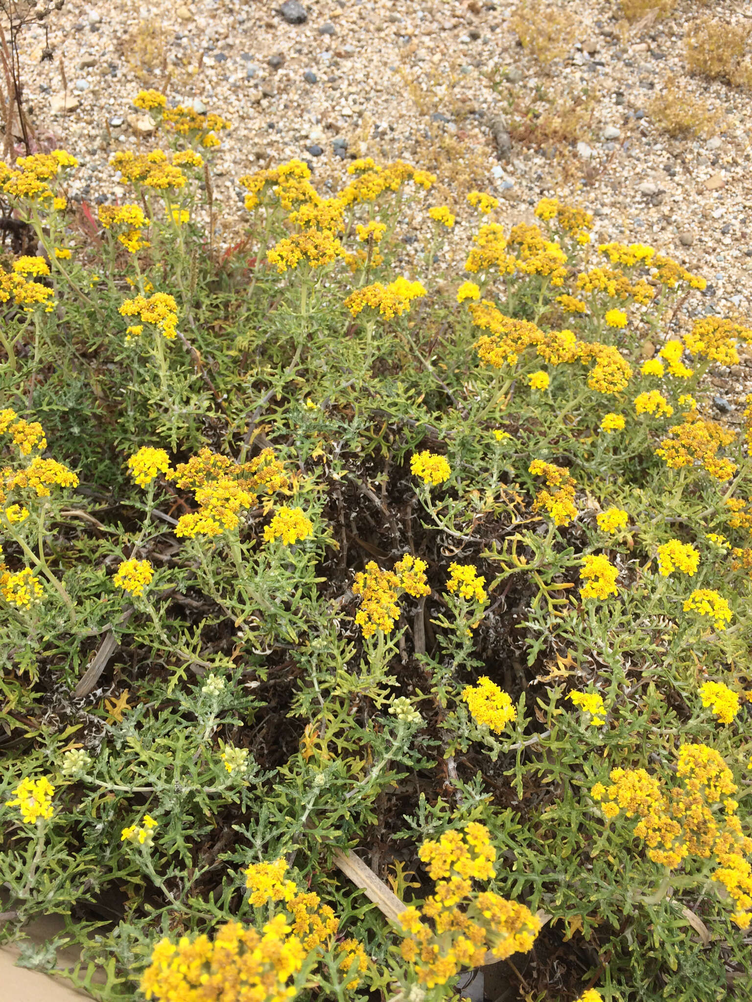 Слика од Eriophyllum staechadifolium Lag.