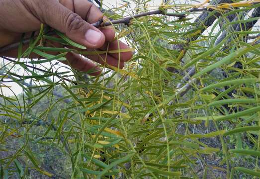 Sivun Prosopis glandulosa var. glandulosa kuva