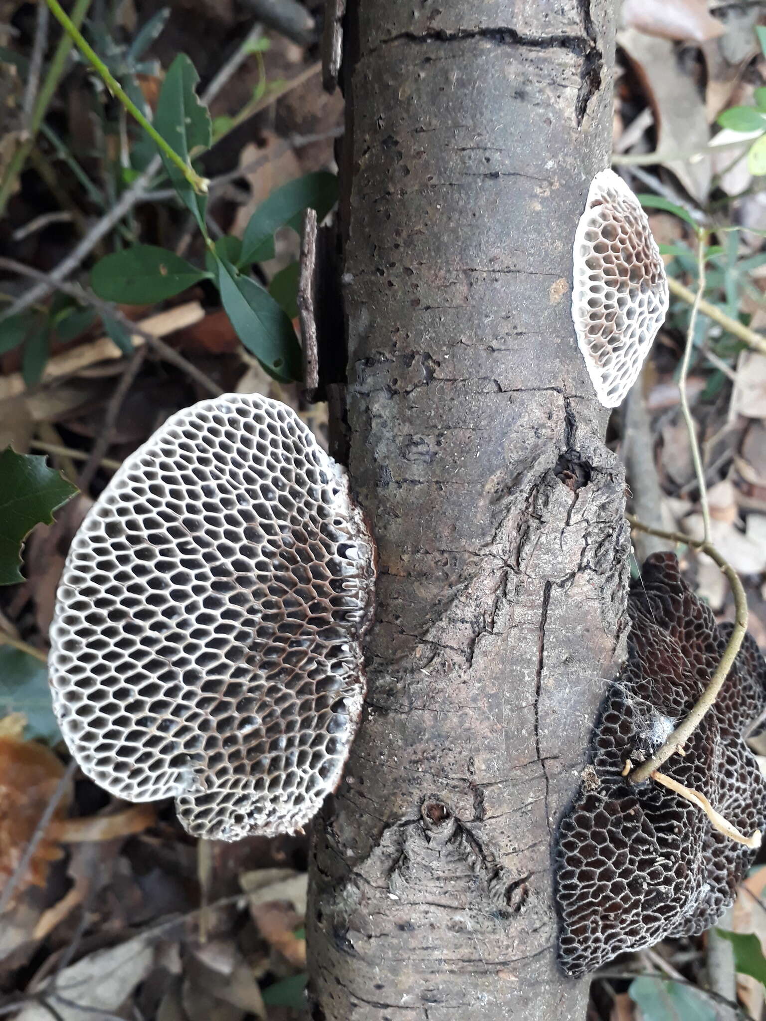 Image of Daedaleopsis nitida (Durieu & Mont.) Zmitr. & Malysheva 2013