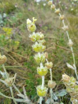 Image of Sideritis catillaris Juz.