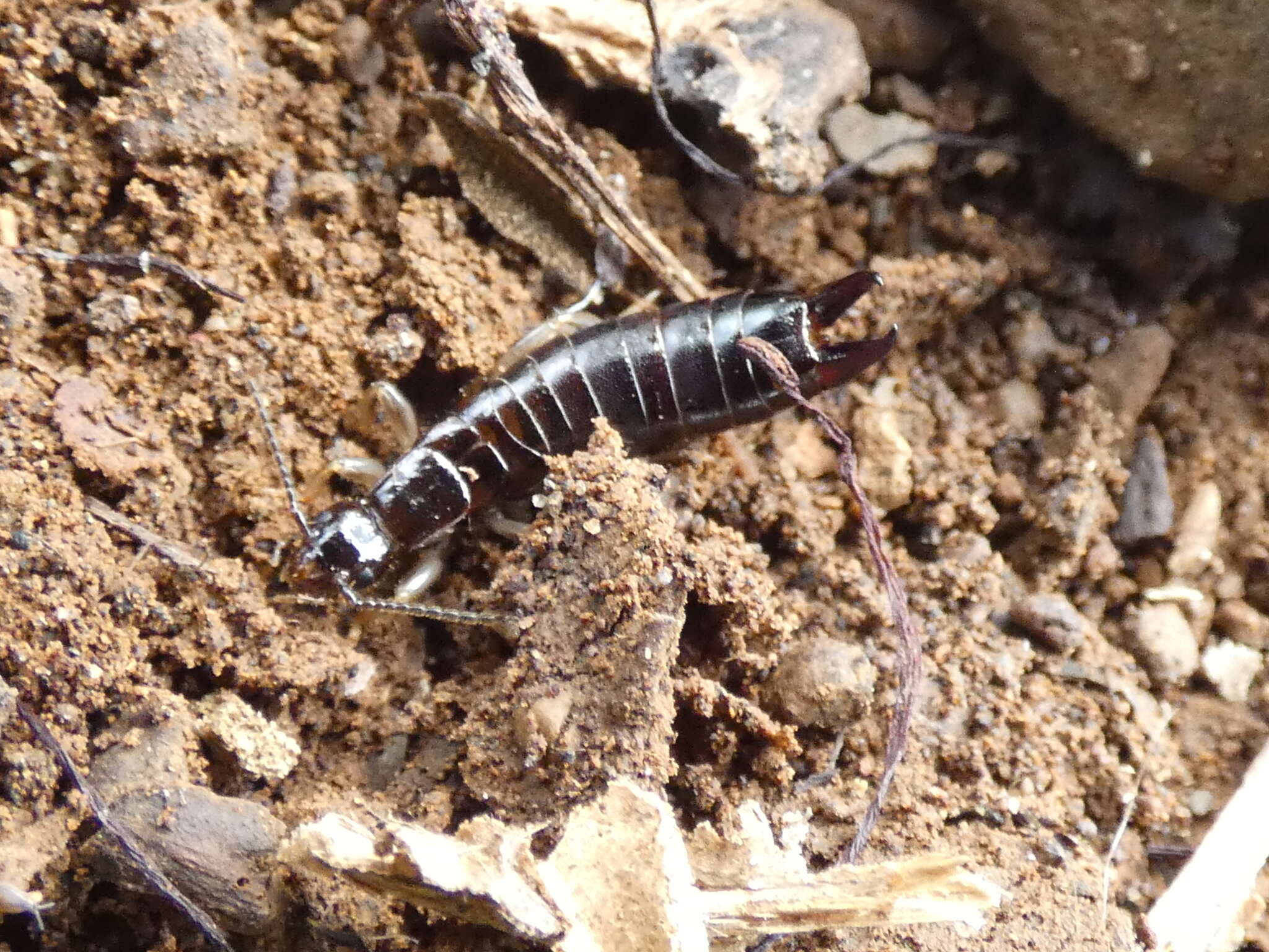 Image of Maritime earwig