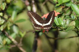 Image of Papilio demolion Cramer (1776)