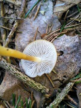 Image of sprucecone cap