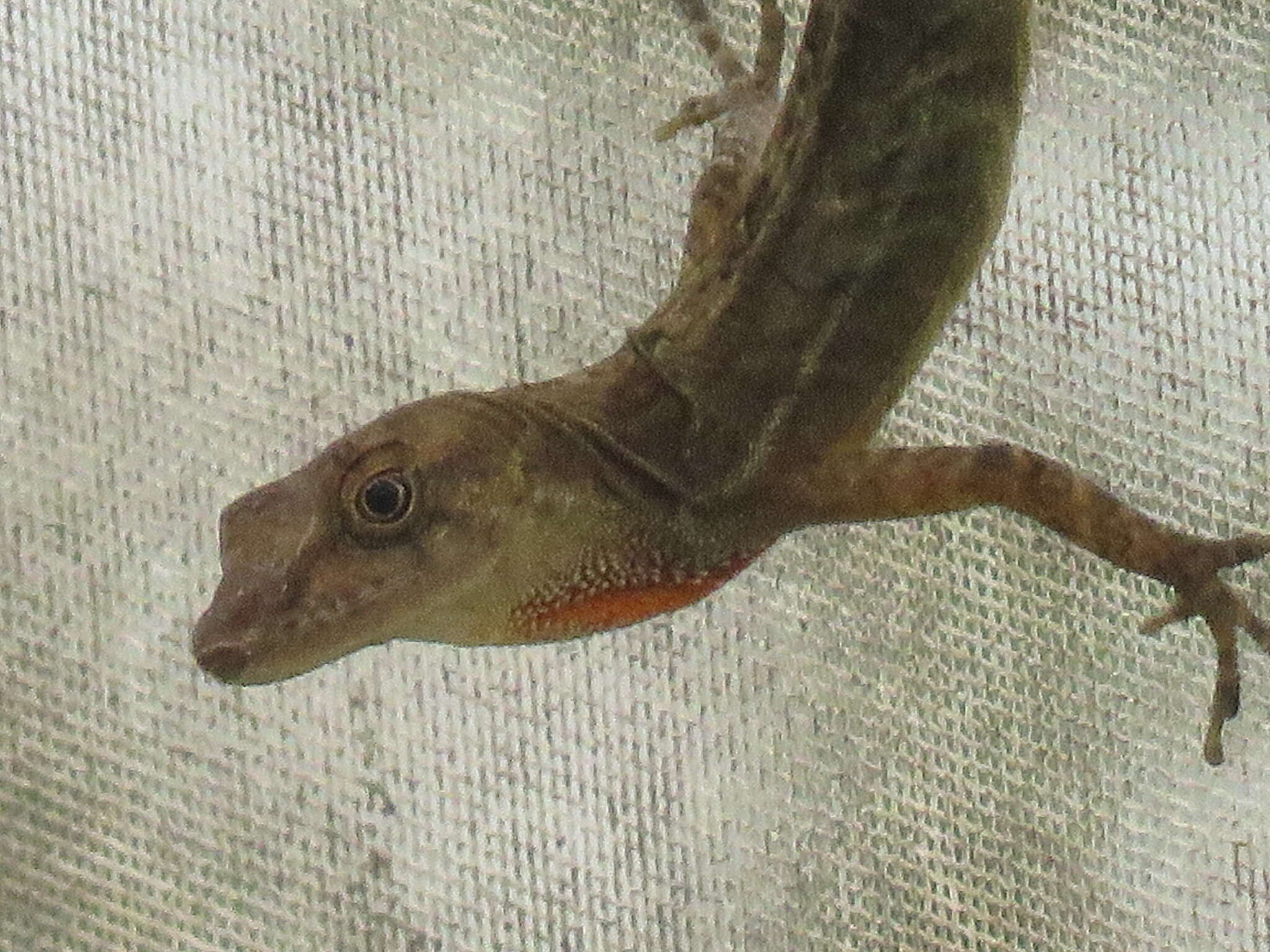 Image of Kempton's Anole