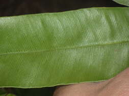 Image of Pteris venusta Kunze