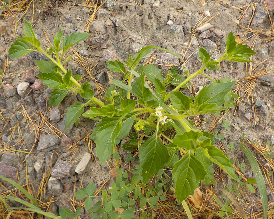 Image of hoe nightshade