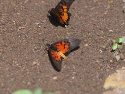 Image of Acraea abdera Hewitson 1852