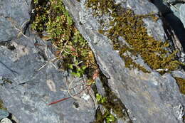 Image of Epilobium alsinoides subsp. atriplicifolium (A. Cunn.) Raven & Engelhorn