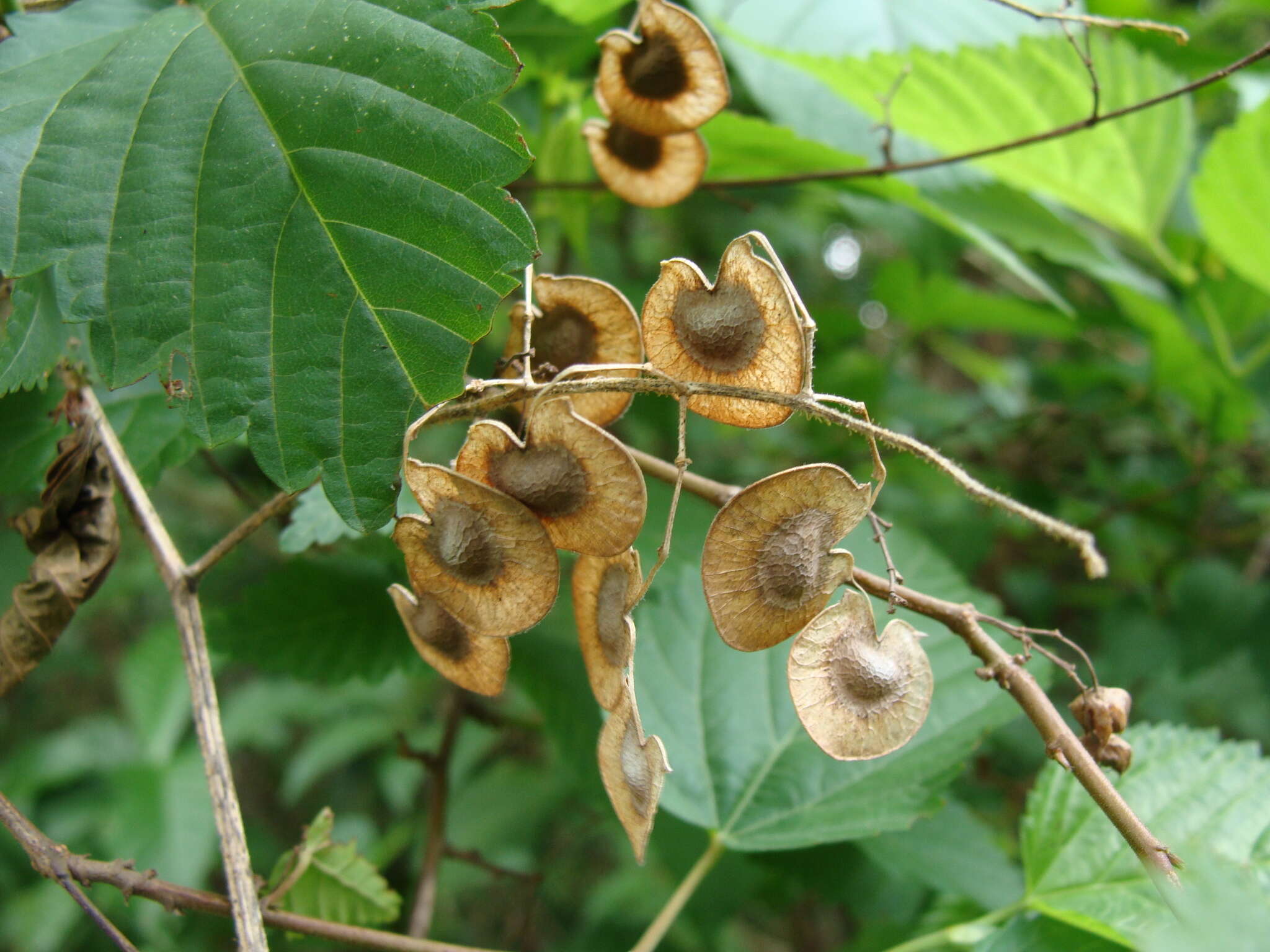 Слика од Desmodium infractum DC.