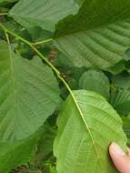 Image of Alnus glutinosa subsp. barbata (C. A. Mey.) Yalt.