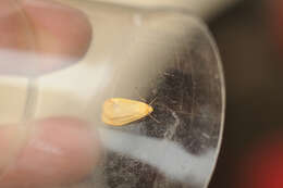 Image of orange footman