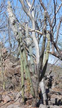 Image of Pilosocereus alensis (F. A. C. Weber ex Rol.-Goss.) Byles & G. D. Rowley