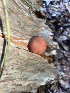 Image of Austroboletus lacunosus (Kuntze) T. W. May & A. E. Wood 1995