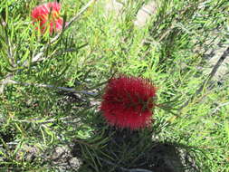 صورة Callistemon linearis (Schrad. & Wendl.) Colv. ex Sweet