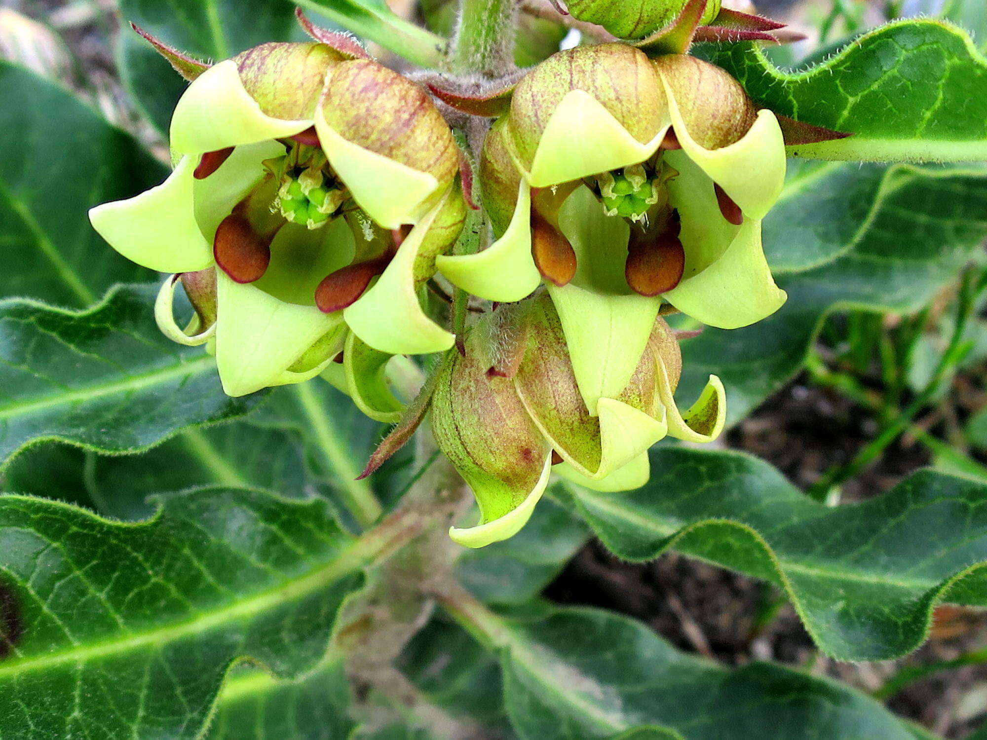 Image of Pachycarpus dealbatus E. Mey.