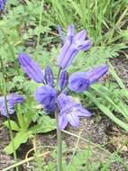 صورة Triteleia grandiflora Lindl.