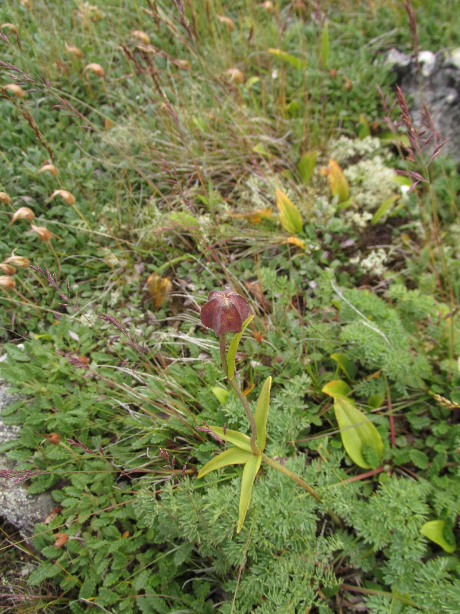 Image of Fritillaria dagana Turcz.