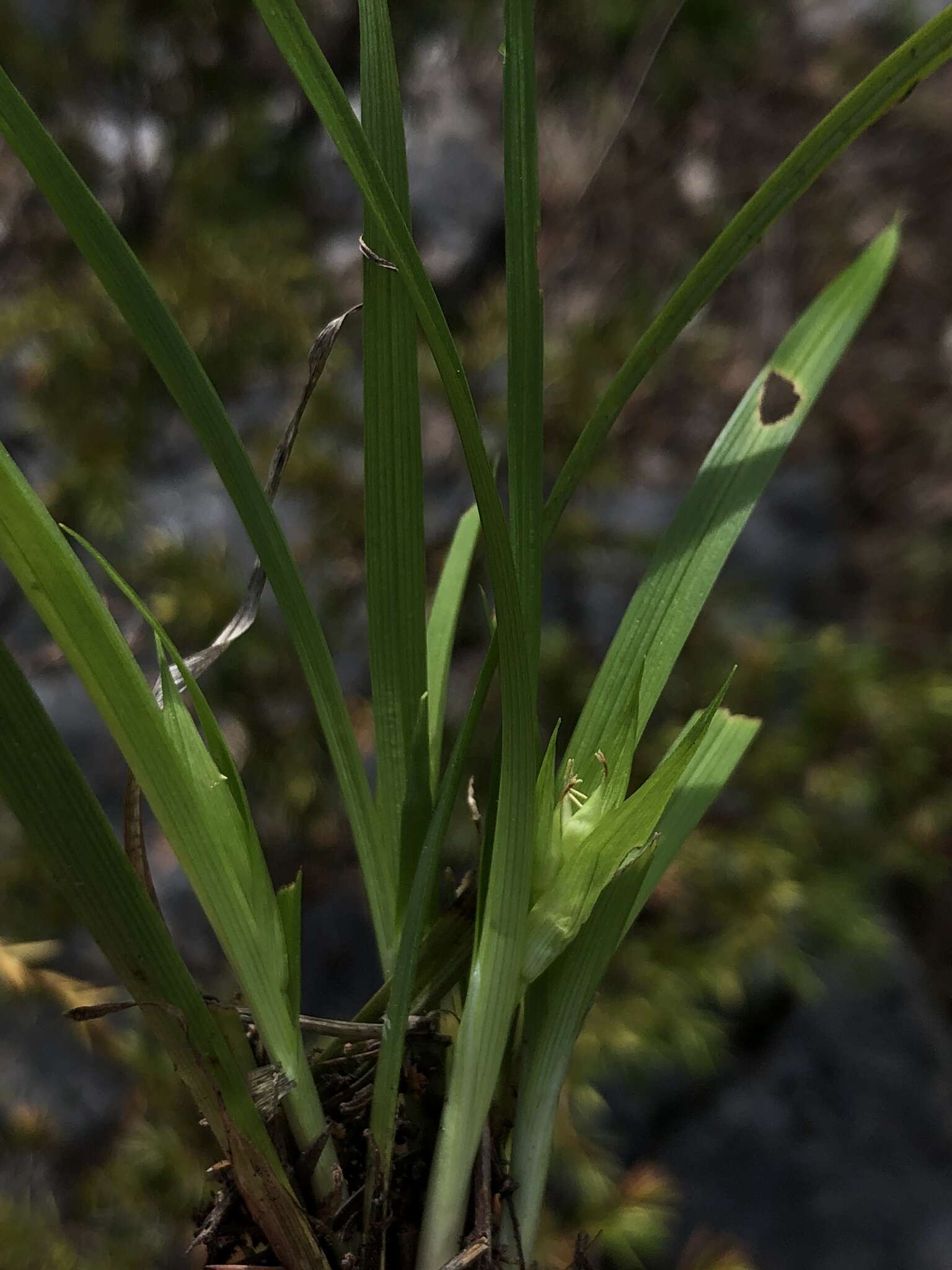 Carex backii Boott resmi