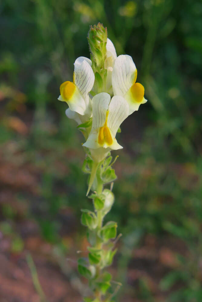 Image of Linaria hirta (L.) Moench